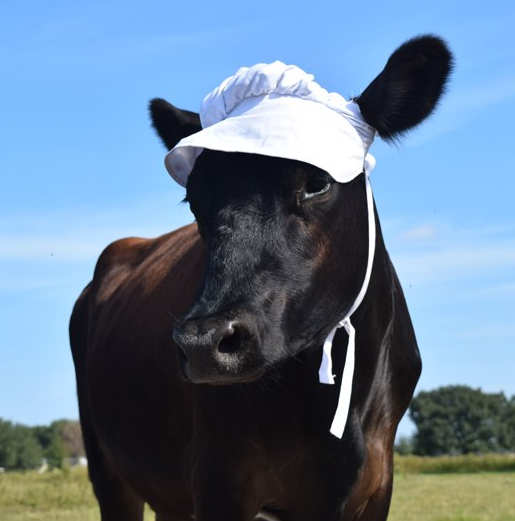 cow with white bonnet on