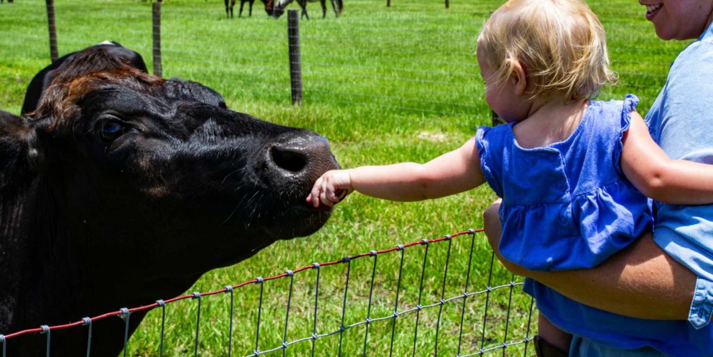 child feeding a cow