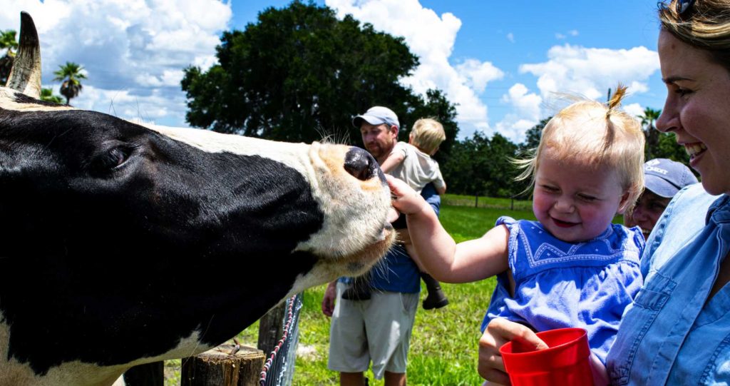 baby petting cow